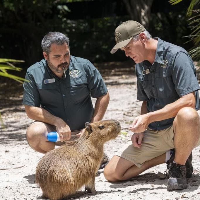 Female capybara goes to Florida as part of a breeding program for the large South American rodents